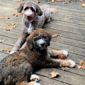 Meet your Posher, Asad